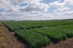 02. Ensayos de regadío en marzo