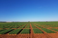 03. Ensayos en enero