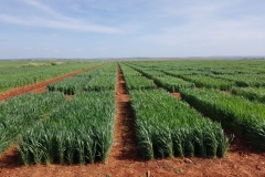 04. Écija 3 de marzo