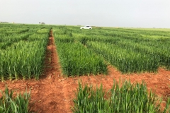 05. Ensayos 19 marzo