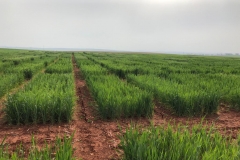 07. Sequía en marzo