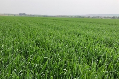 09. Don Ricardo en Chanciller