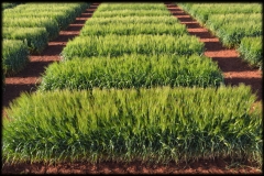 10. Ensayos espigando