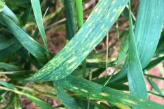 11. Pyrenophora en duros
