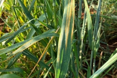 12. Roya amarilla en Thatcher