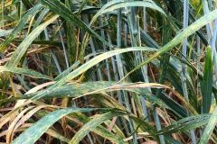 13. Roya hoja en trigo duro