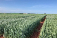 14. Ensayos de triticale