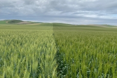 15. Producción de Tejada y Marchena