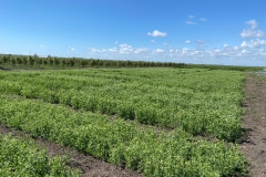 16. Ensayos de guisantes proteaginosos