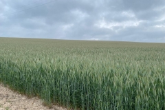 17. Producción de triticale
