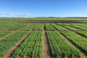 03.-Ensayo-HeWaWheat-10-enero