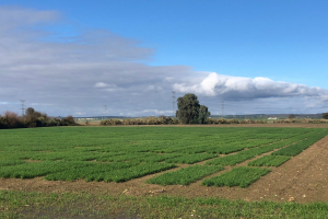 04.-Ensayos-Escacena-trigo