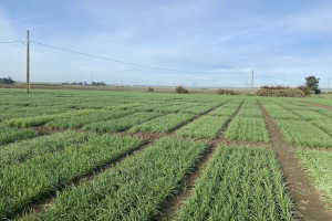 05.-Ensayo-INNOVAR-enero-2023