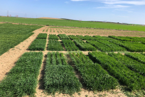 06.-Raleo-en-ensayo-HeWaWheat