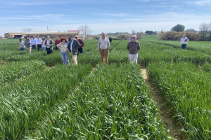 08.-Visitando-los-ensayos-de-cereal