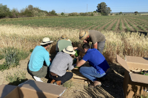 12.-Instalando-el-atarpador-de-esporas