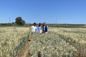 15.-Con-el-triticale-maduro