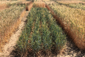 16.-HeWaWheat-Harinero-tardio-mezclado