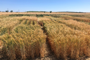 17.HeWaWheat-primera-siembra-24-abril