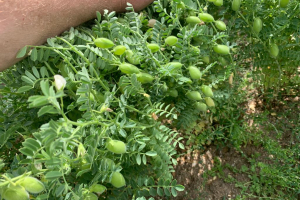 22.-Vainas-de-garbanzos