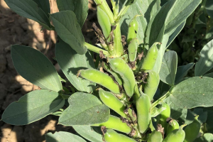 23.-Vainas-de-habines