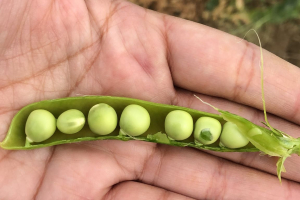 24.-Vainas-de-guisantes