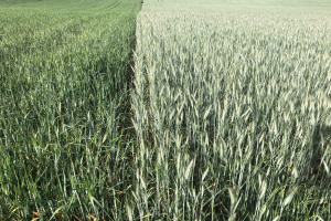 25.-Sequia-en-Don-Ricardo-y-Saleroso