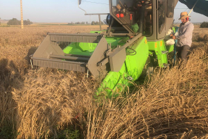 28.-Cosecha-en-Tejada