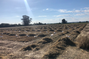 29.-Ensayos-cosechados