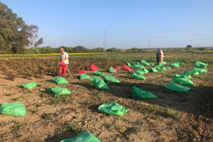 31.-Cosecha-de-garbanzos