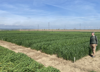 02.-Ensayos-de-trigo-en-Escacena-2024