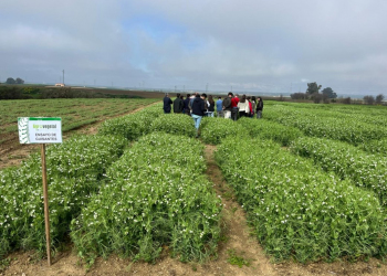 03.-Ensayos-de-guisantes-en-marzo