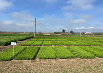 04.-Ensayos-de-lenetejas