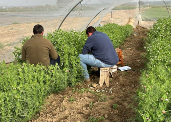 05.-Cruzamientos-de-mejora-en-guisantes