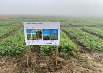 06.-Ensayos-de-garbanzos-de-invierno