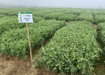 08.-Ensayos-prliminares-de-guisantes-proteaginosos