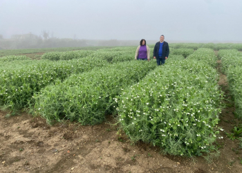 09.-Tomando-datos-en-guisantes