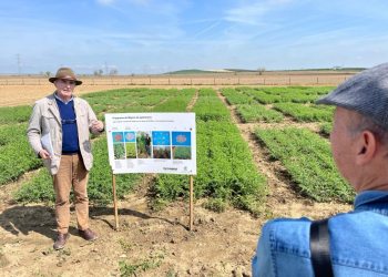 10.-Programa-de-mejora-de-garbanzos