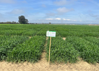 12.-Ensayos-de-trigo