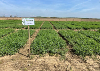 13.-Ensayos-de-garbanzo