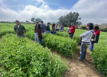 14.-Ensayos-de-seleccion-de-guisantes