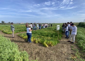 19.-Ensayos-de-lentejas