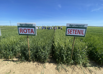 20.-Visita-a-bandas-de-trigos-harineros