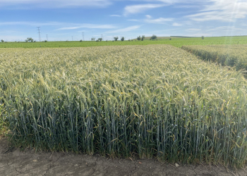 21.-Prebase-de-triticale