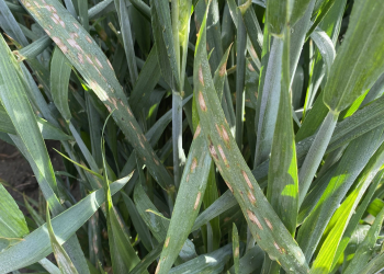 22.-Zymoseptoria-tritici