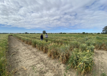 24.-Vivero-para-medir-severidad-Septoria