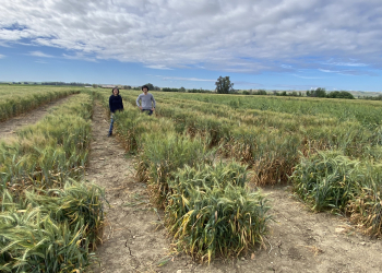 25.-Ensayos-Wheat-Res