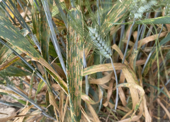 27.-Planta-con-septoria-y-roya