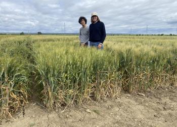 28.-En-ensayos-de-Agroveegtal