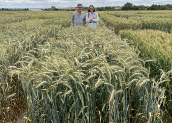29.-Triticale-candidato-al-registro